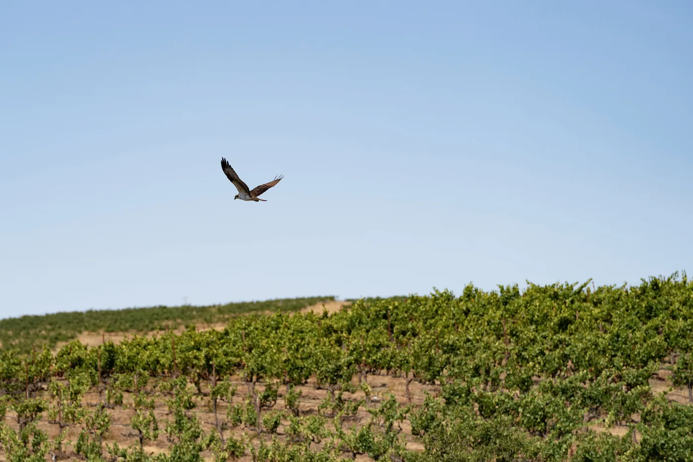 An osprey carrying a fish flies over the vineyard