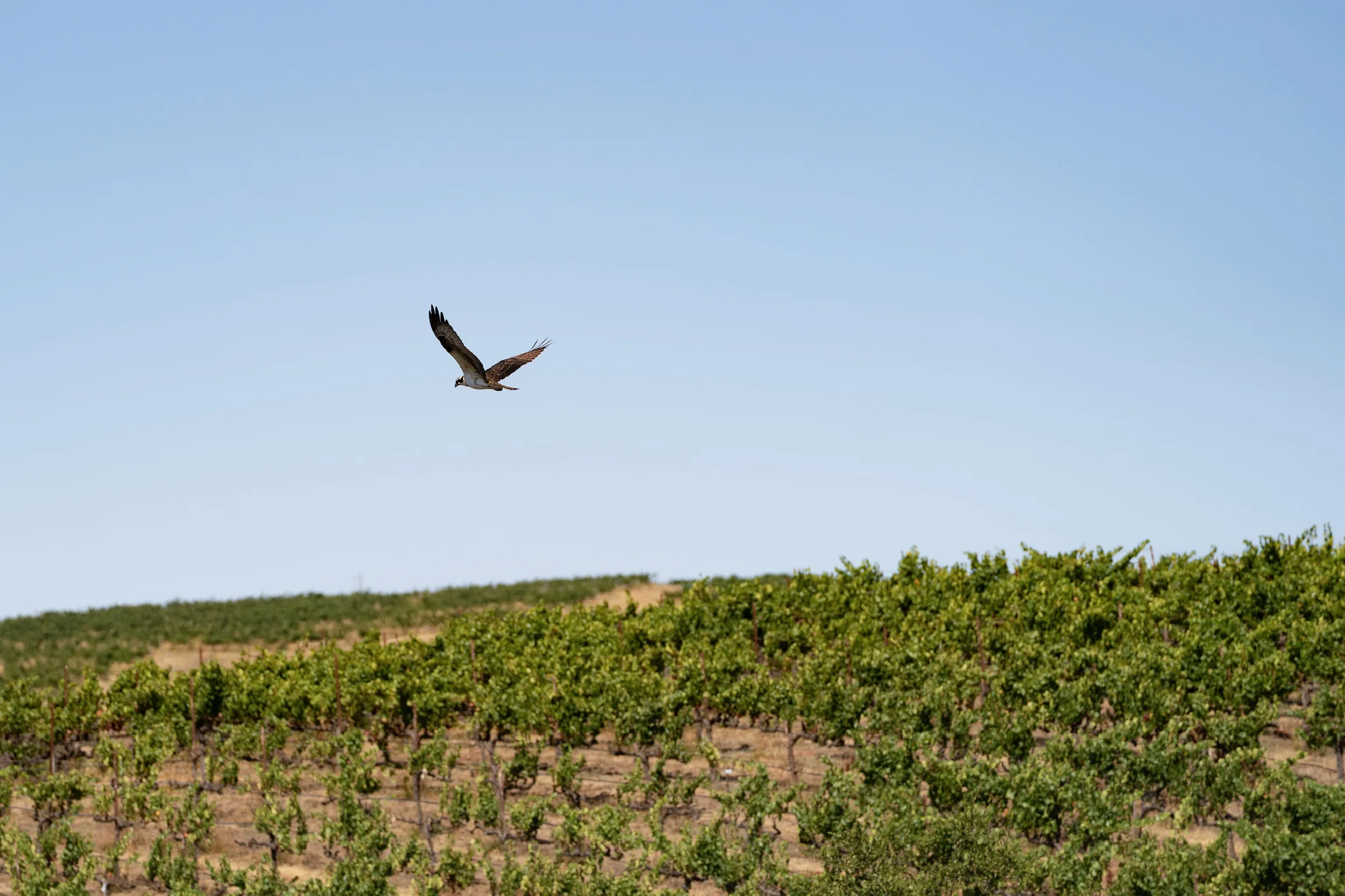 Bird over a Brisa Bay vineyard
