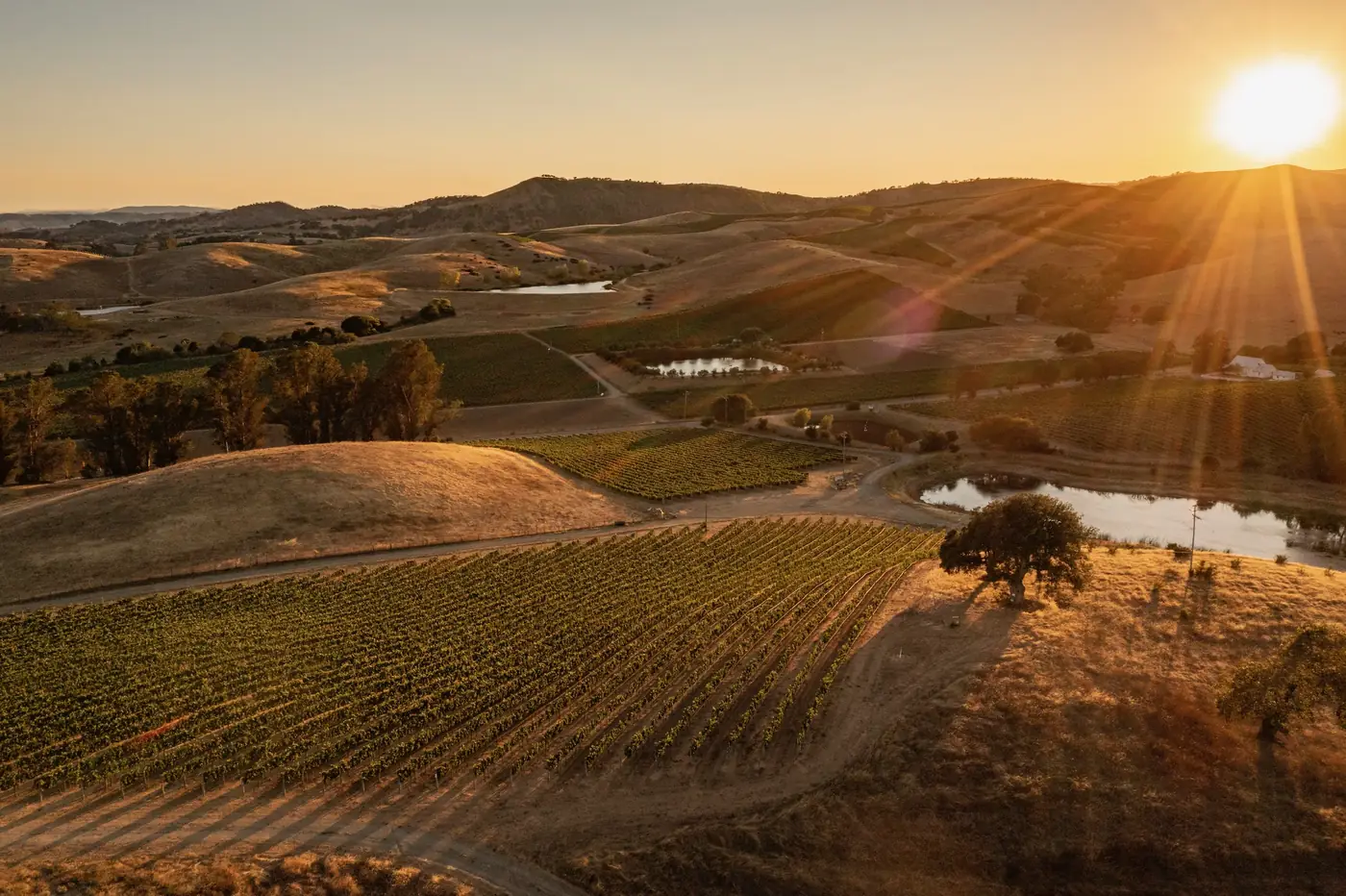 Sunset over the vineyard