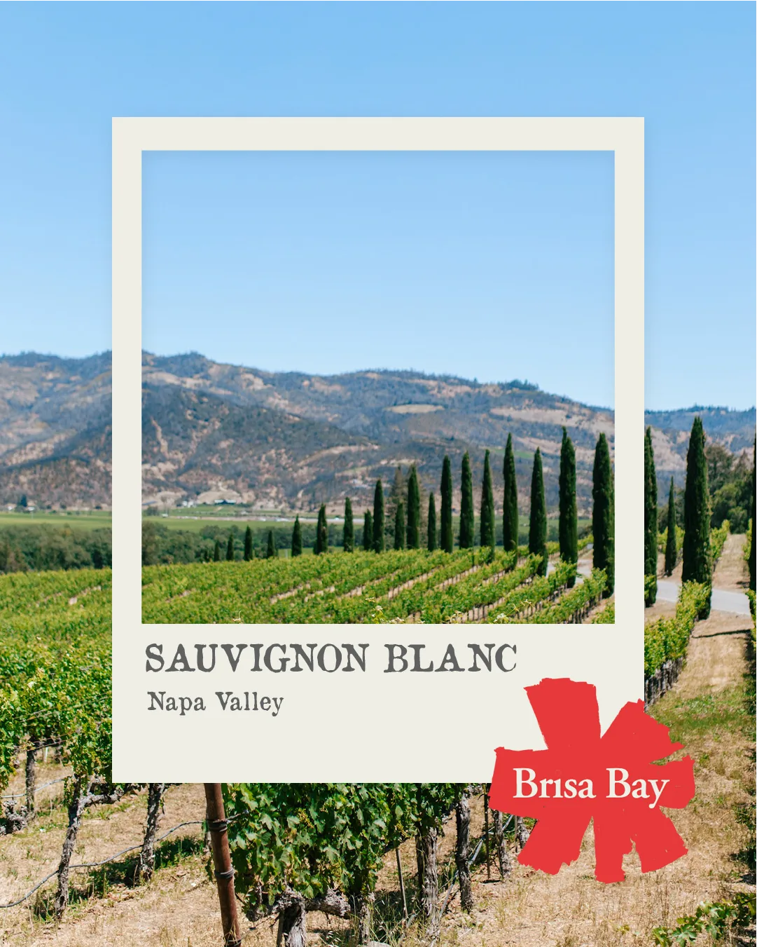 Sauvignon Blanc polaroid vineyard